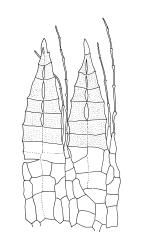 Brachythecium paradoxum, endostome. Drawn from J. Lewinsky 74-500, CHR 240407.
 Image: R.C. Wagstaff © Landcare Research 2019 CC BY 3.0 NZ